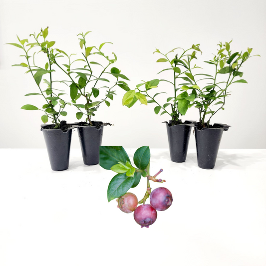 Blueberry "Pink Lemonade". Set of 4 starter live plants