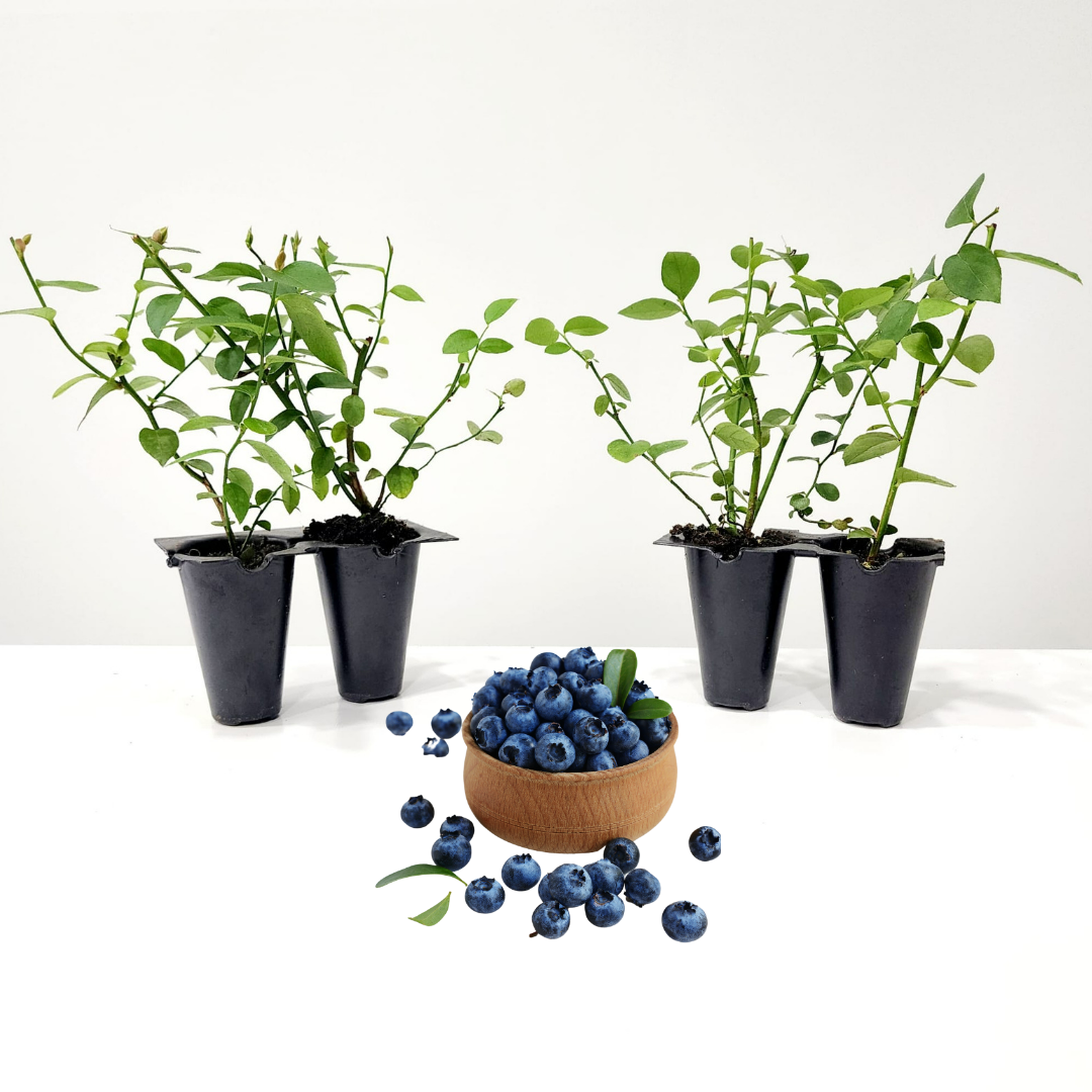 Blueberry "Reka". Set of 4 starter live plants Fam Plants
