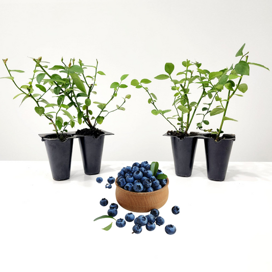 Blueberry "Reka". Set of 4 starter live plants