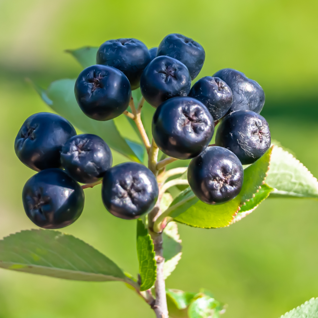 Blueberry "Top Hat". Set of 4 starter live plant