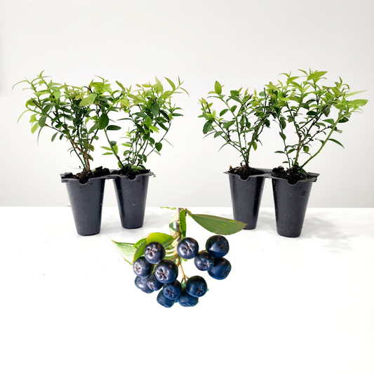 Blueberry "Top Hat". Set of 4 starter live plant
