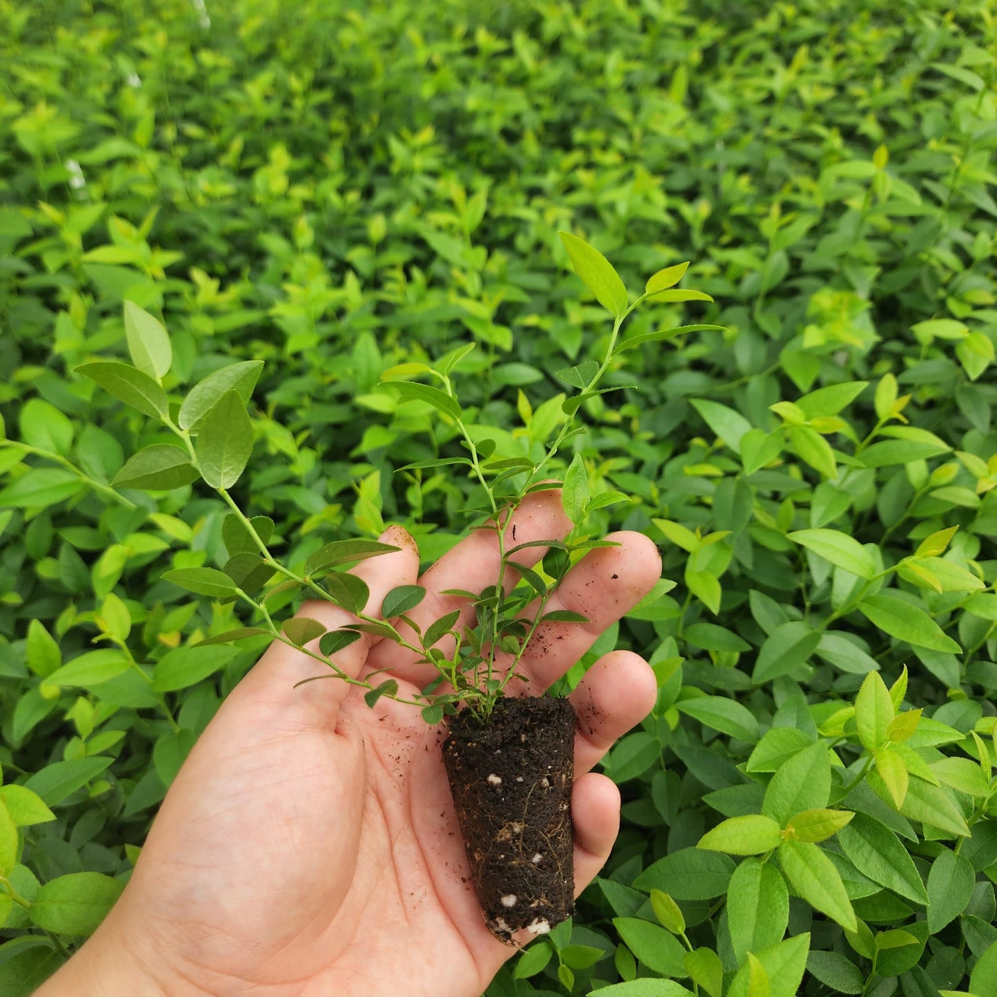 Blueberry "Top Hat". Set of 4 starter live plant