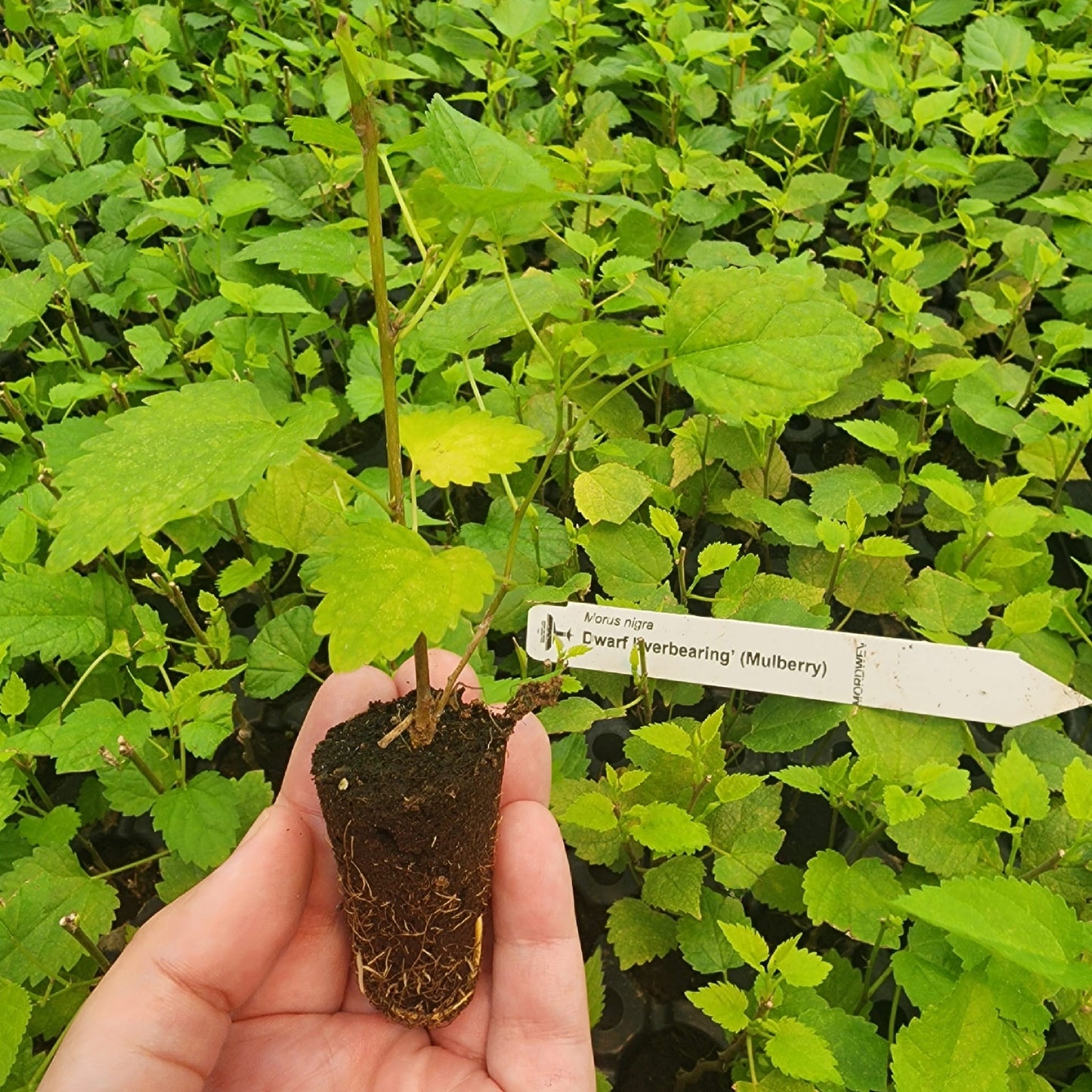 Mulberry "Dwarf Everbearing" Set of 4 starter live plants