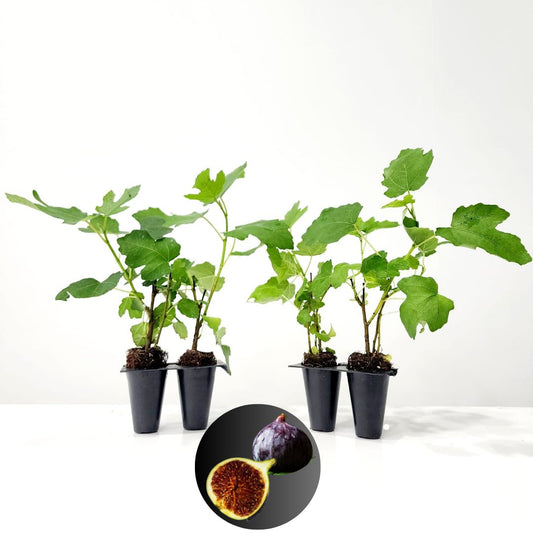 Fig Tree "Black Mission" Set of 4 starter live plants