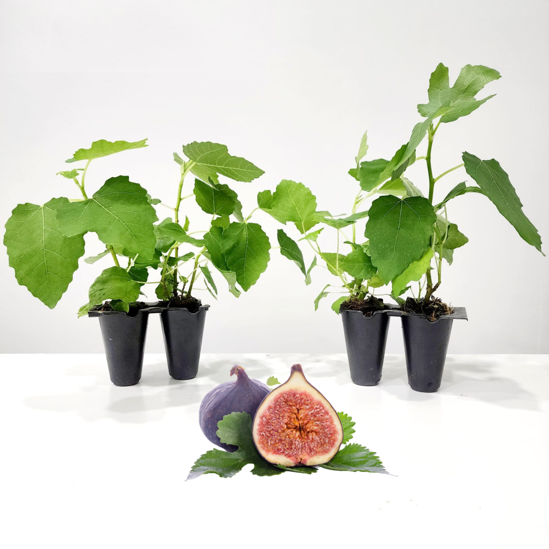 Fig Tree "Brown Turkey". Set of 4 Starter Live Plants