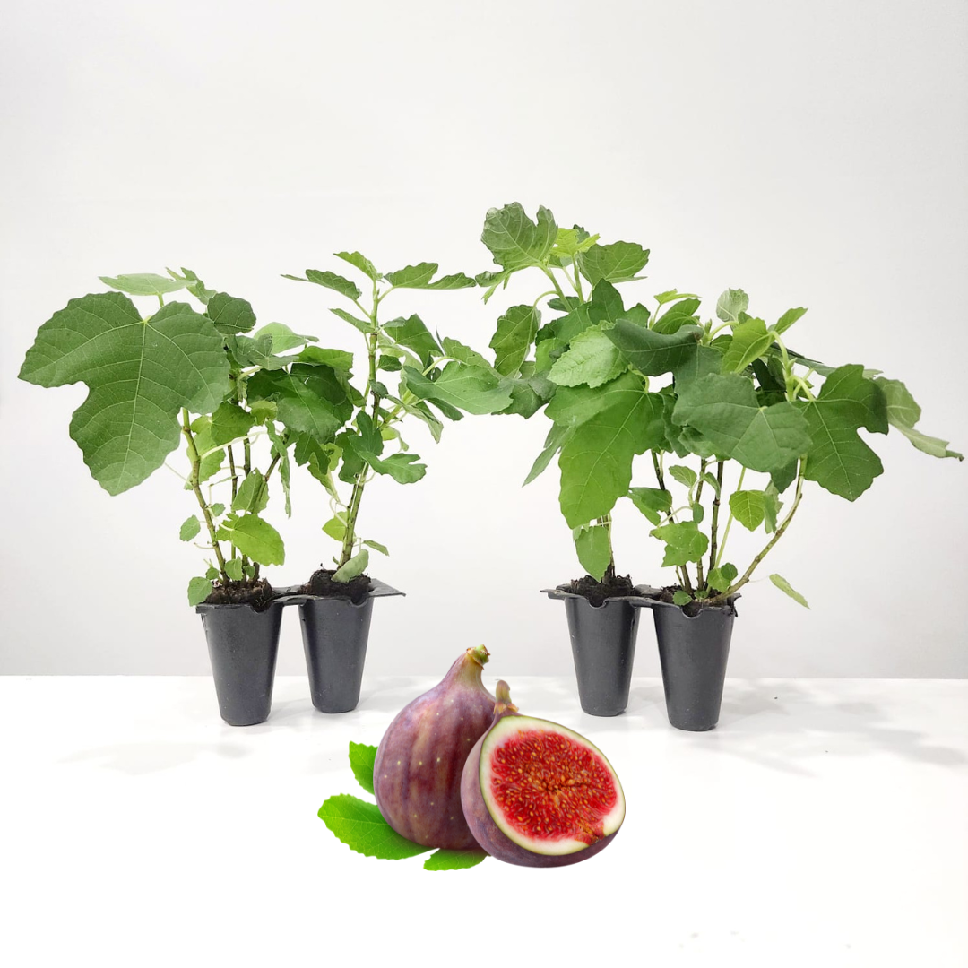 Fig Tree "Celeste". Set of 4 Starter Live Plants…