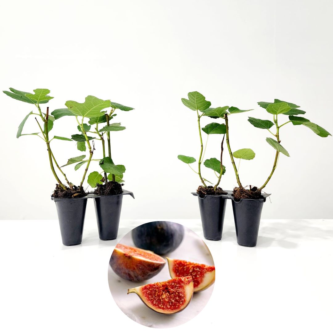 Fig Tree "Chicago Hardy" Set of 4 starter live plants