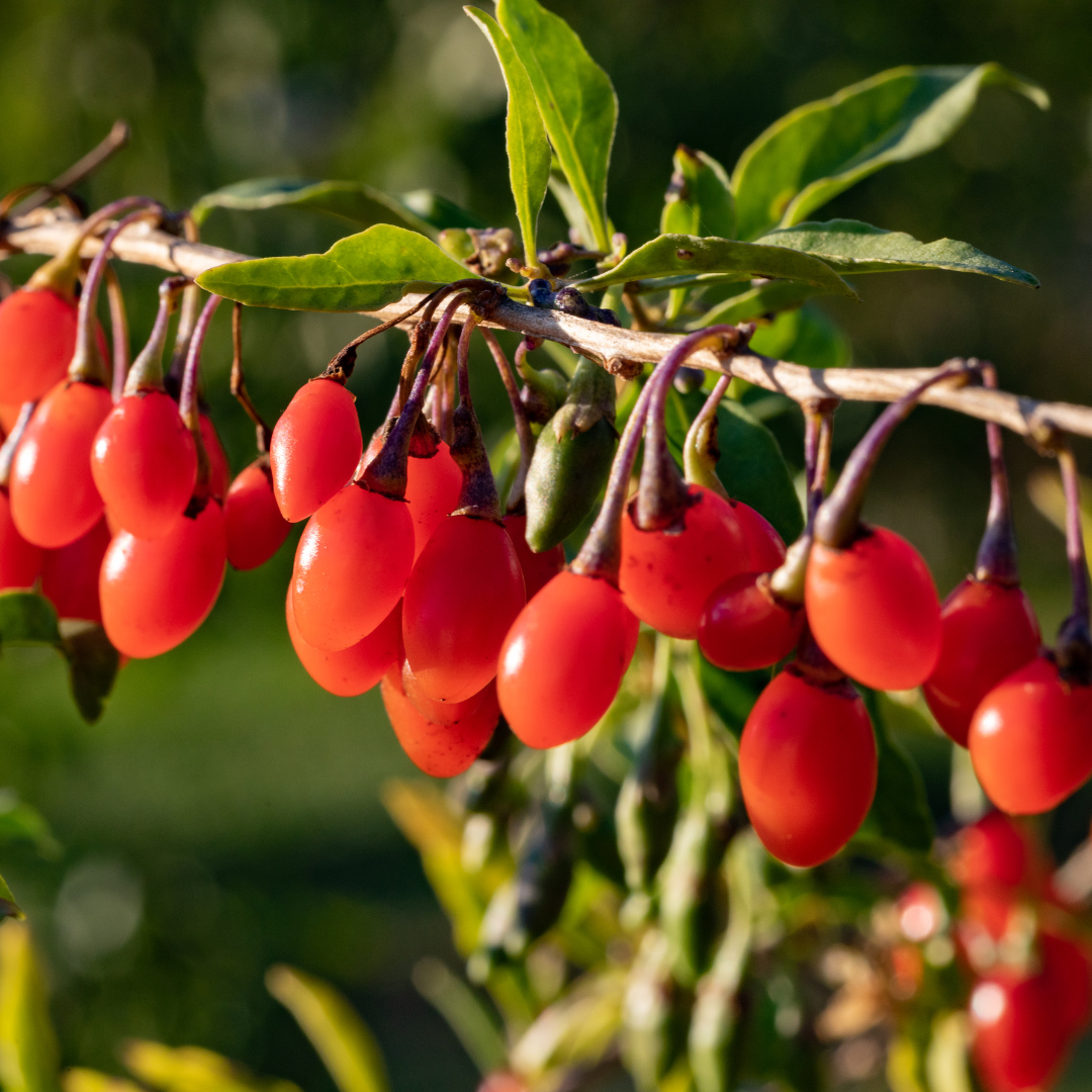Goji Berry