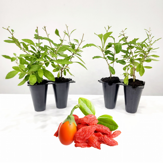 Goji Berry "Wolfberry". Set of 4 Starter Plants