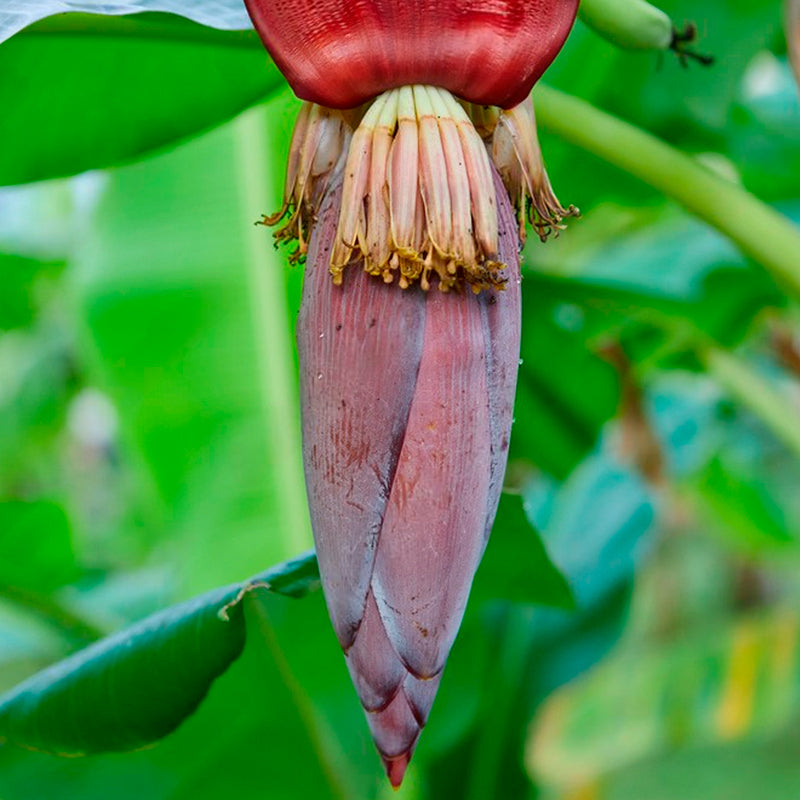 Banana "Dwarf Cavendish". Set of 4 Starts live plant