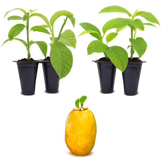 Passion Fruit "Giant Granadilla". Set of 4 starter live plants