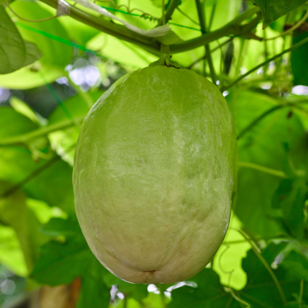 Passion Fruit "Giant Granadilla". Set of 4 starter live plants