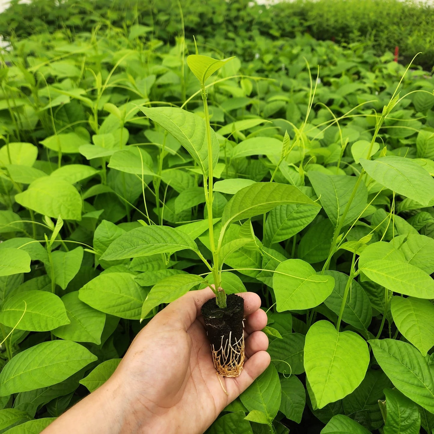 Passion Fruit "Giant Granadilla". Set of 4 starter live plants