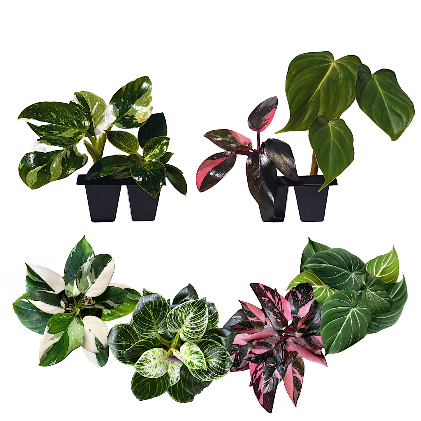 Philodendron Collection – 4 Exclusive Varieties in 2-Inch Pots | Easy-Care Indoor Plants | Perfect for Low Light, Office and Home Decor, and Air Purification