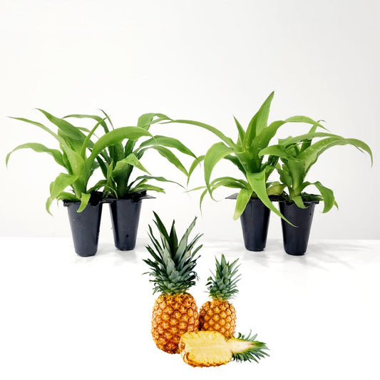 Pineapple "Elite Gold". Set of 4 starter live plants
