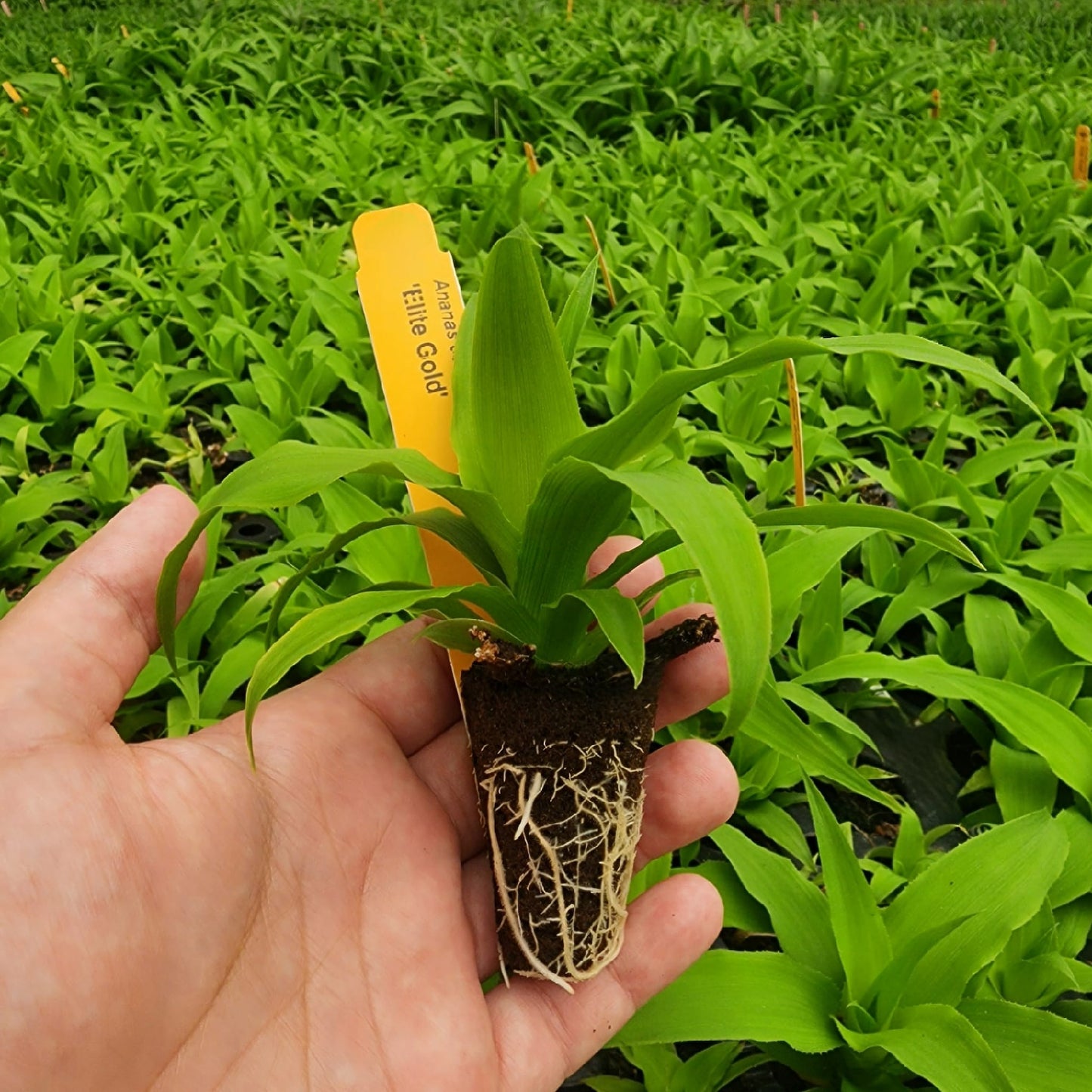 Pineapple "Elite Gold". Set of 4 starter live plants