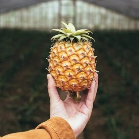 Pineapple "Elite Gold". Set of 4 starter live plants