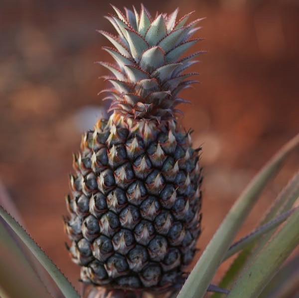 Pineapple "White Jade". Set of 4 starter live plants