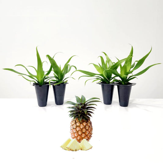 Pineapple "White Jade". Set of 4 starter live plants