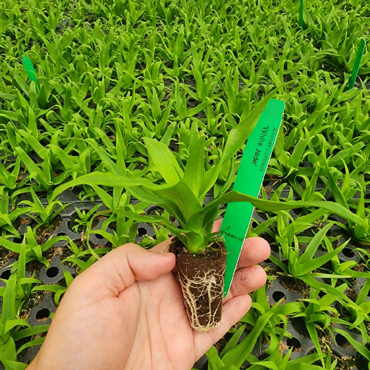 Pineapple "White Jade". Set of 4 starter live plants