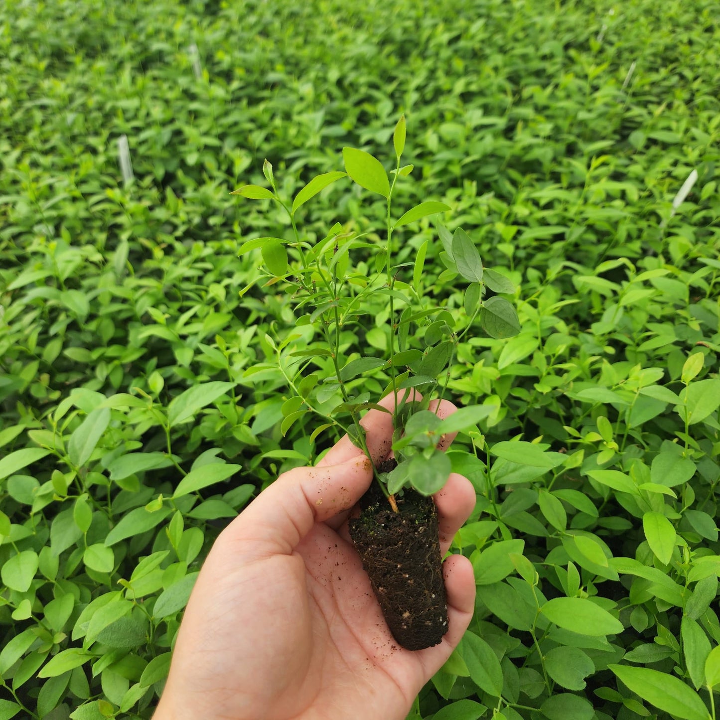 Blueberry "Pink Lemonade". Set of 4 starter live plants