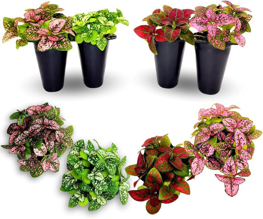 Polka Dot Plants, Set of 4 Live Plants in 2" Pot