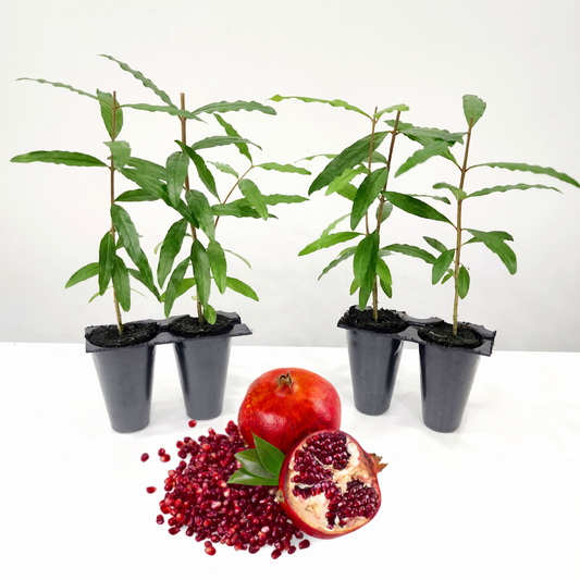 Pomegranate "Wonderful" Set of 4 Starter Plants