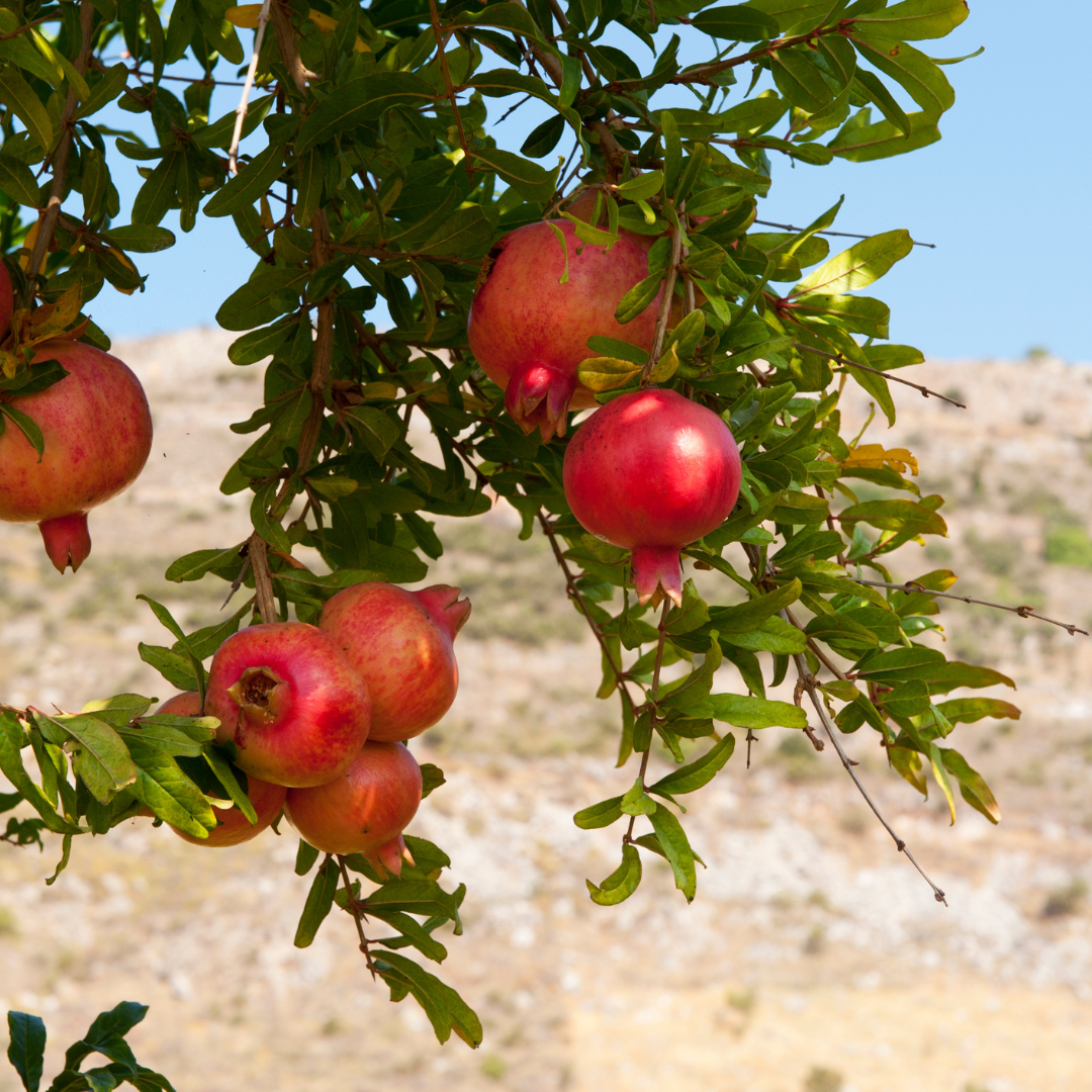 Pomegranate "Wonderful" Set of 4 Starter Plants