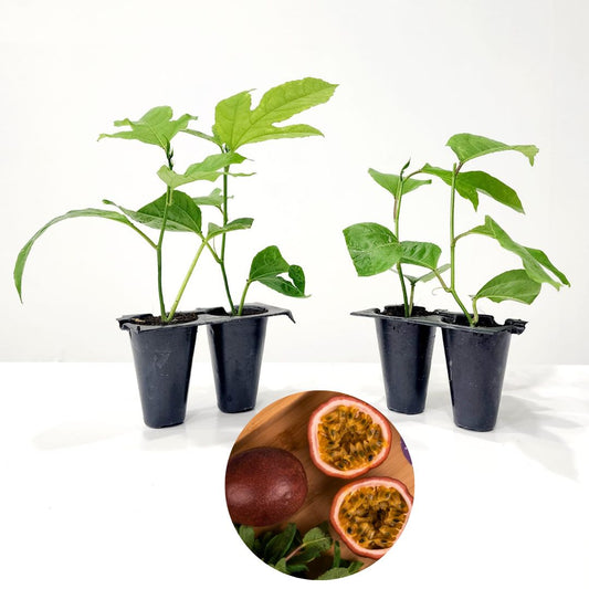 Passion Fruit (Maracuya) "Possum Purple" Set of 4 starter live plants.