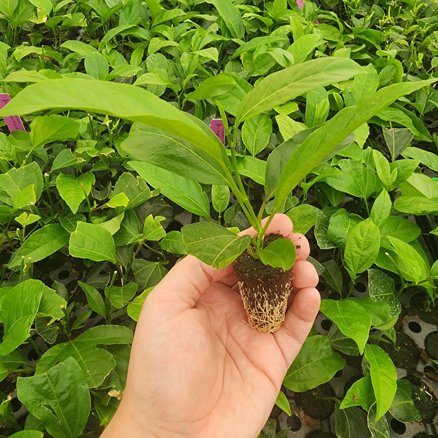 Passion Fruit (Maracuya) "Possum Purple" Set of 4 starter live plants.