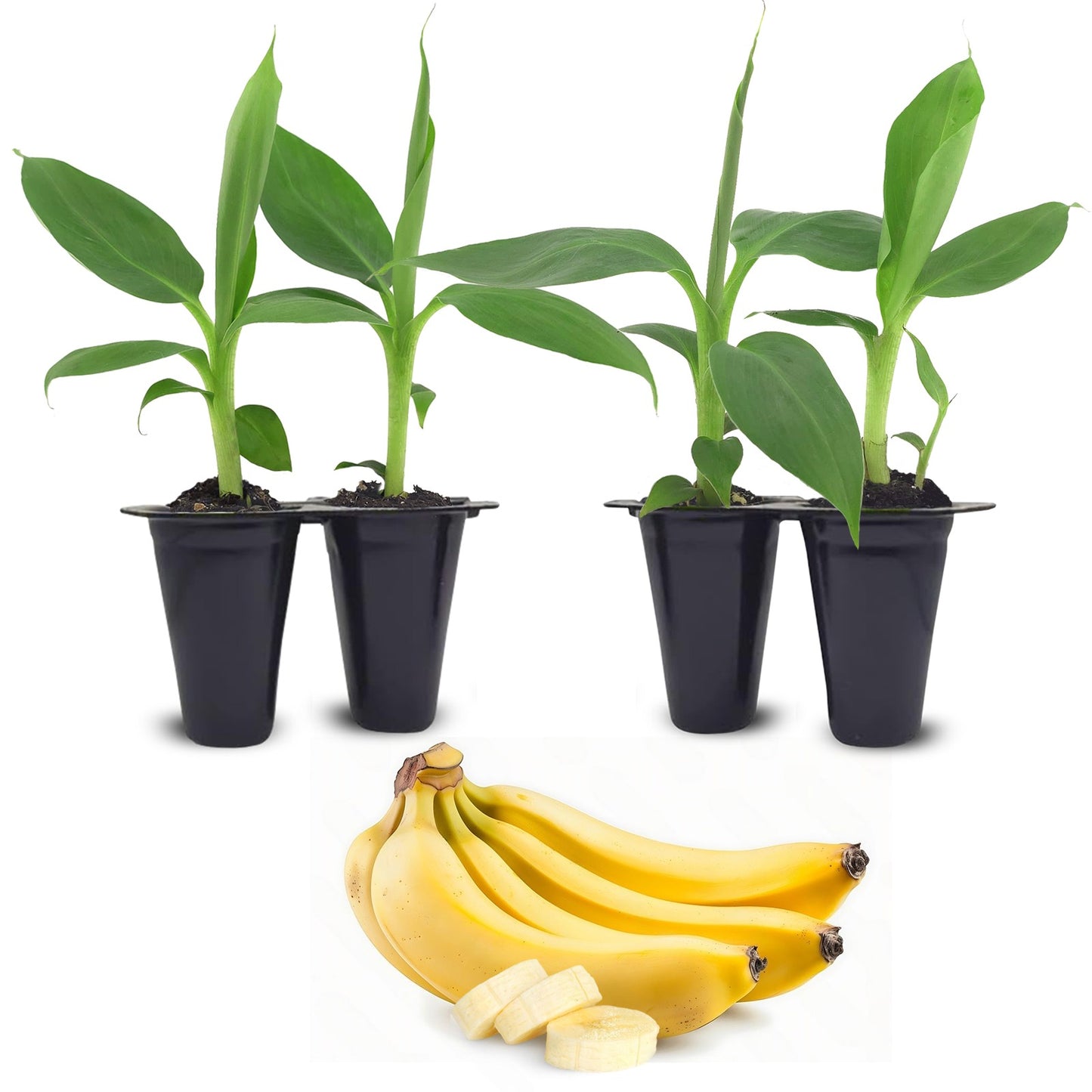 Banana "Dwarf Cavendish". Set of 4 Starts live plant