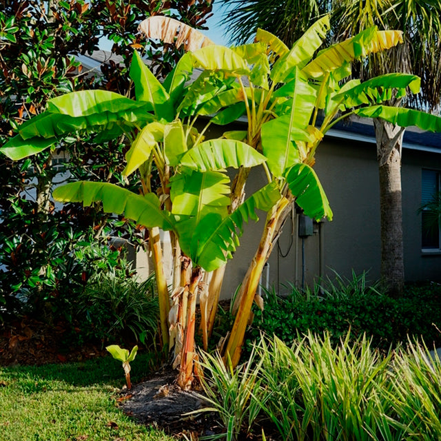 Banana "Dwarf Cavendish". Set of 4 Starts live plant