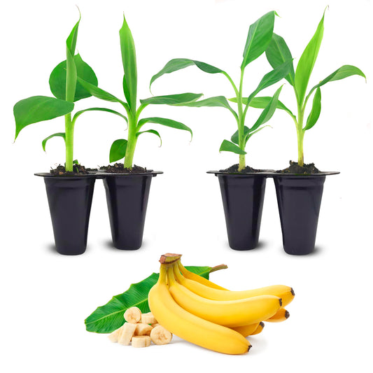 Banana "Grand Nain". Set of 4 starter live plants