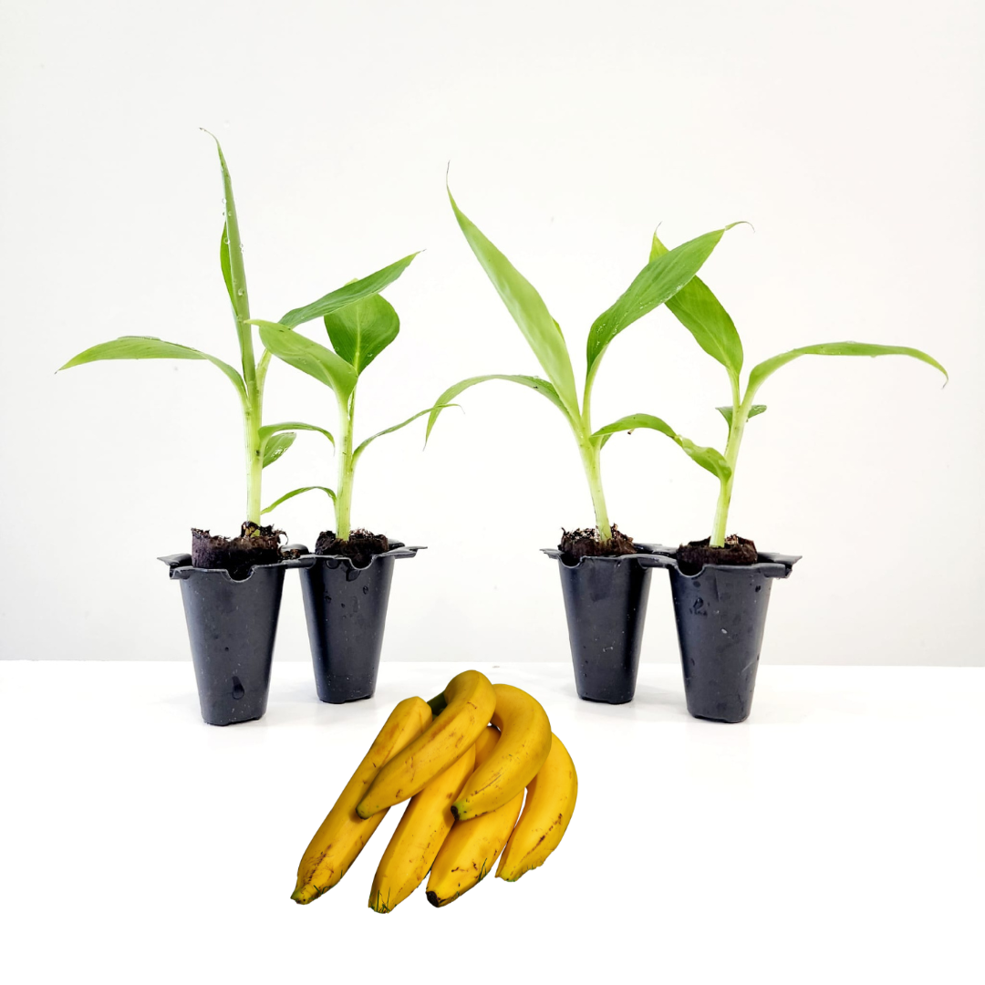 Banana "Grand Nain". Set of 4 starter live plants