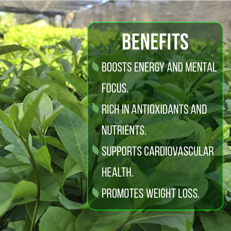 Yerba Mate Tea Plant (4 Pack) | Real Live Plant for Sale | Perfect for Tea Lovers | Hardy and Easy to Grow for Planting | Grow Organic Tea Leaves at Home | Great for Indoor or Outdoor Gardens