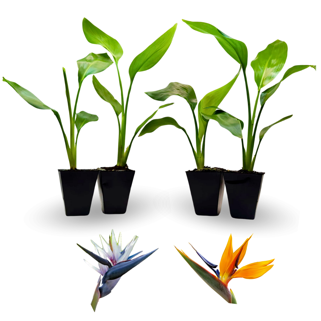 Bird of paradise, Set of 4 live plants in 2" pot