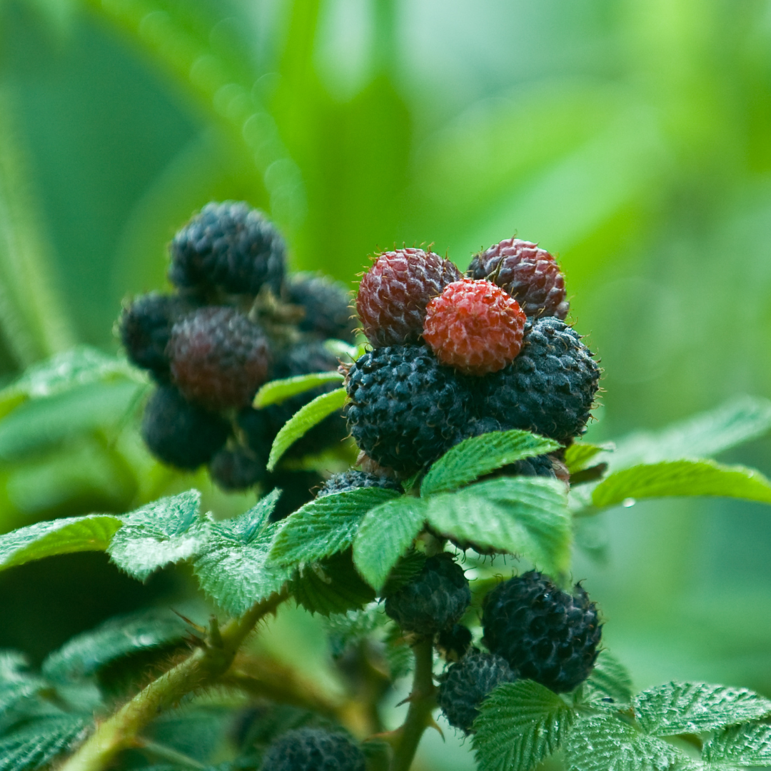 BlackBerry Plants "Kiowa" Set of 4 Starter Live Plants