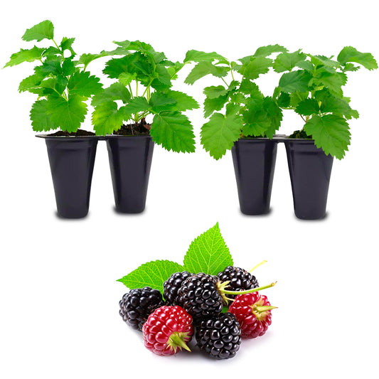 Berry Plant Boysenberry, Set of 4 starter live plants