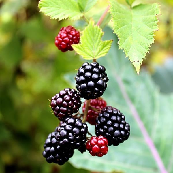 Berry Plant Boysenberry, Set of 4 starter live plants