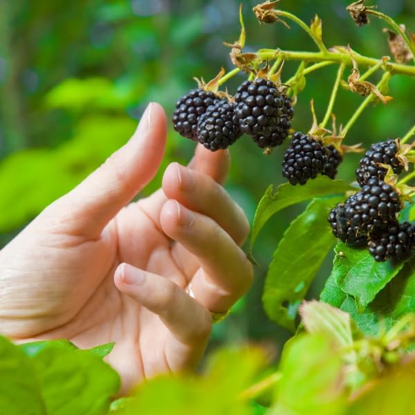 Berry Plant Boysenberry, Set of 4 starter live plants