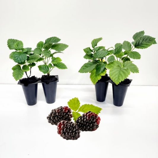 Berry Plant Boysenberry, Set of 4 starter live plants