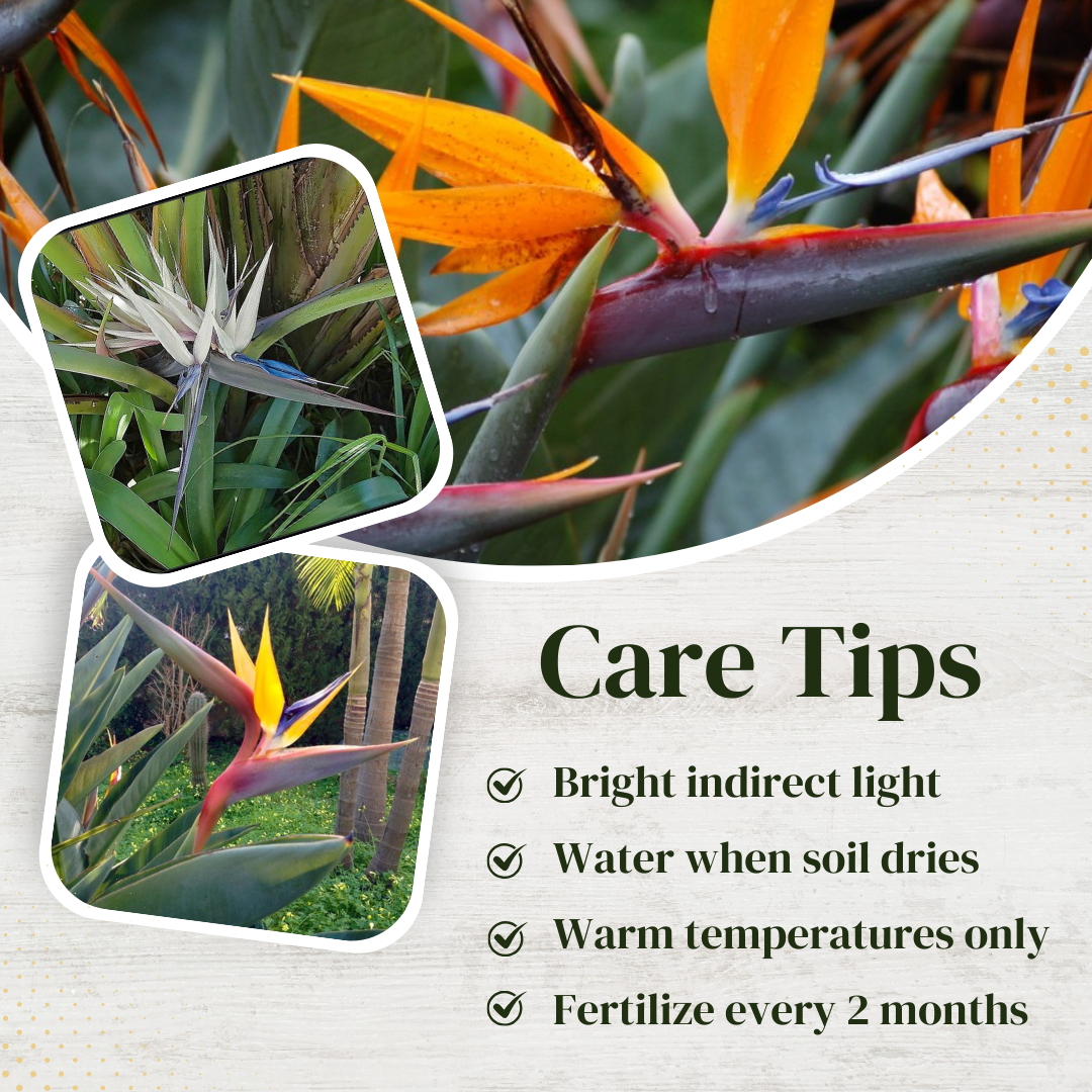 Bird of paradise, Set of 4 live plants in 2" pot