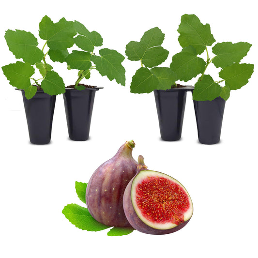 Fig Tree "Celeste". Set of 4 Starter Live Plants…