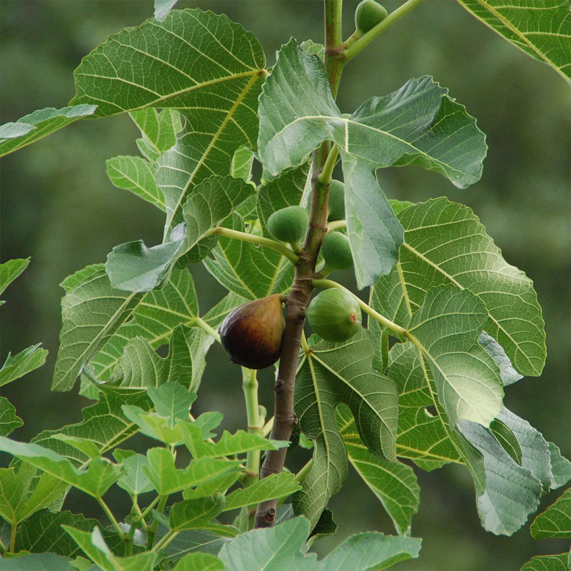 Fig Tree "Celeste". Set of 4 Starter Live Plants…