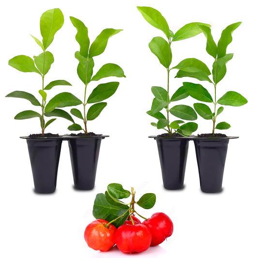 Barbados Cherry Trees. Set of 4 Starter Plants