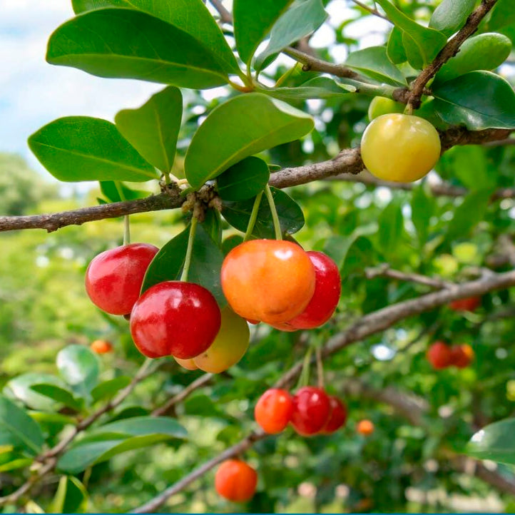 Barbados Cherry Trees. Set of 4 Starter Plants