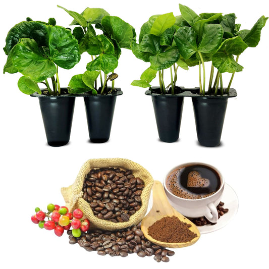 Coffee Plant Arabica, Set of 4 starter live plants