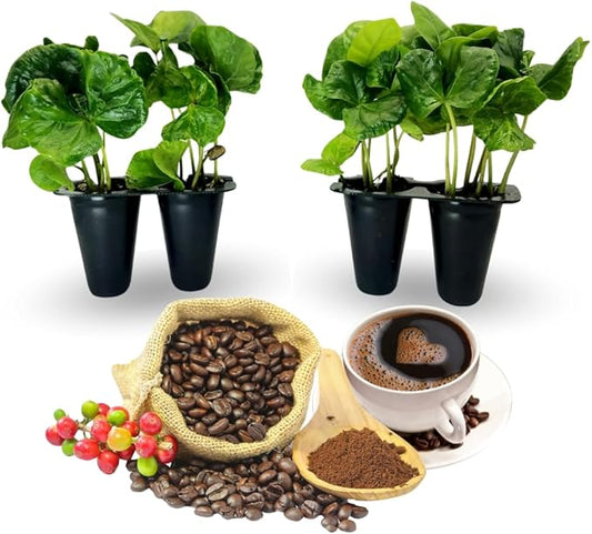 Coffee Plant Arabica, Set of 4 starter live plants