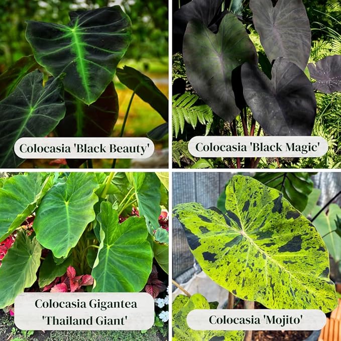 Elephant Ear Collection, Set of 4 starter live plants