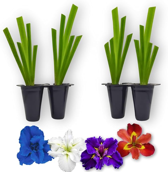 Lousiana Irises Collection. Set of 4 starter live plants